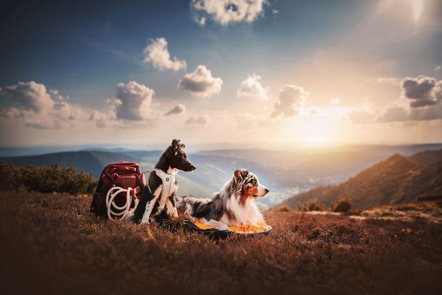 Собаки та подорожі: затишні фото, які змушують усміхнутись - фото 292860