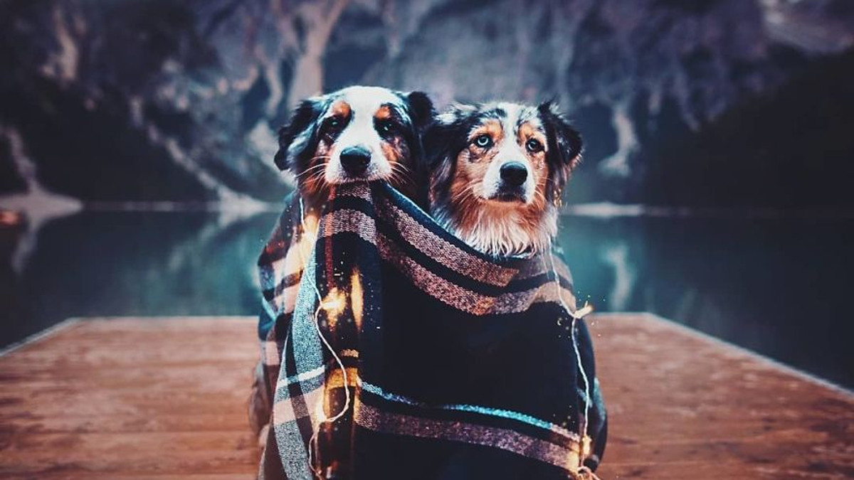 Мандрівки з собаками від талановитої фотографа - фото 1