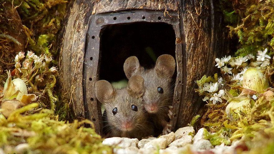 Справжнє місто для мишей - фото 1