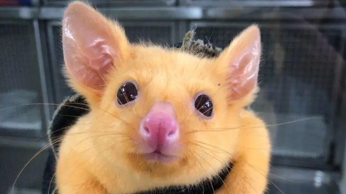 В Австралії знайшли Пікачу: у мережі опублікували фото незвичайного опосума