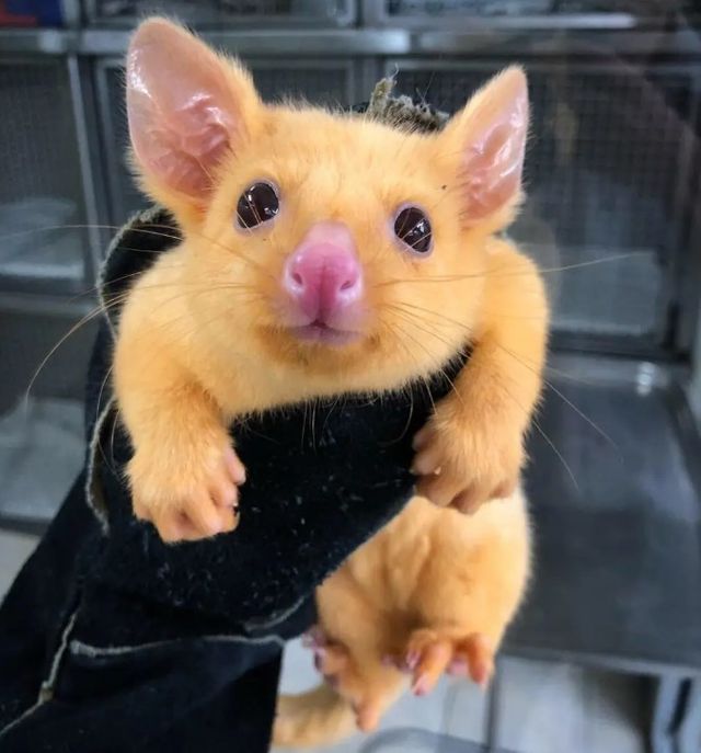 Вилитий Пікачу - фото 292880