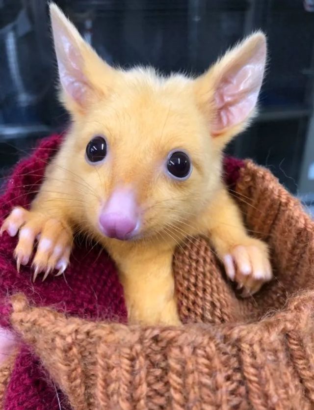 Вилитий Пікачу - фото 292881