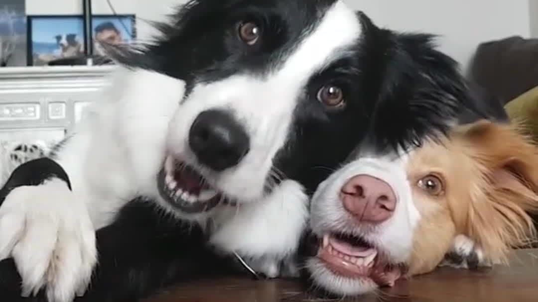 Кмітливі собаки розвеселили мережу: кумедне відео