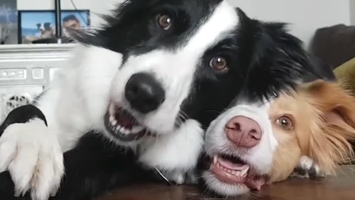 Веселі собаки розвеселили Reddit - фото 1