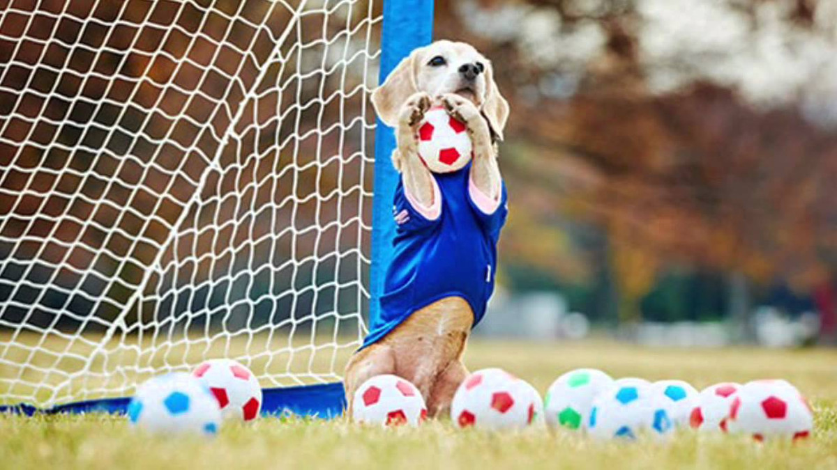 Собака-футболіст - фото 1