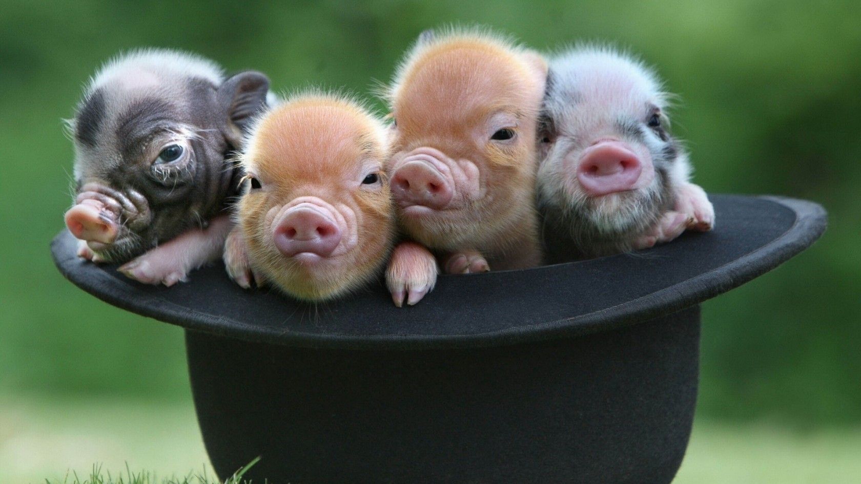 Читайте Східний гороскоп на 2019 рік українською мовою - фото 1