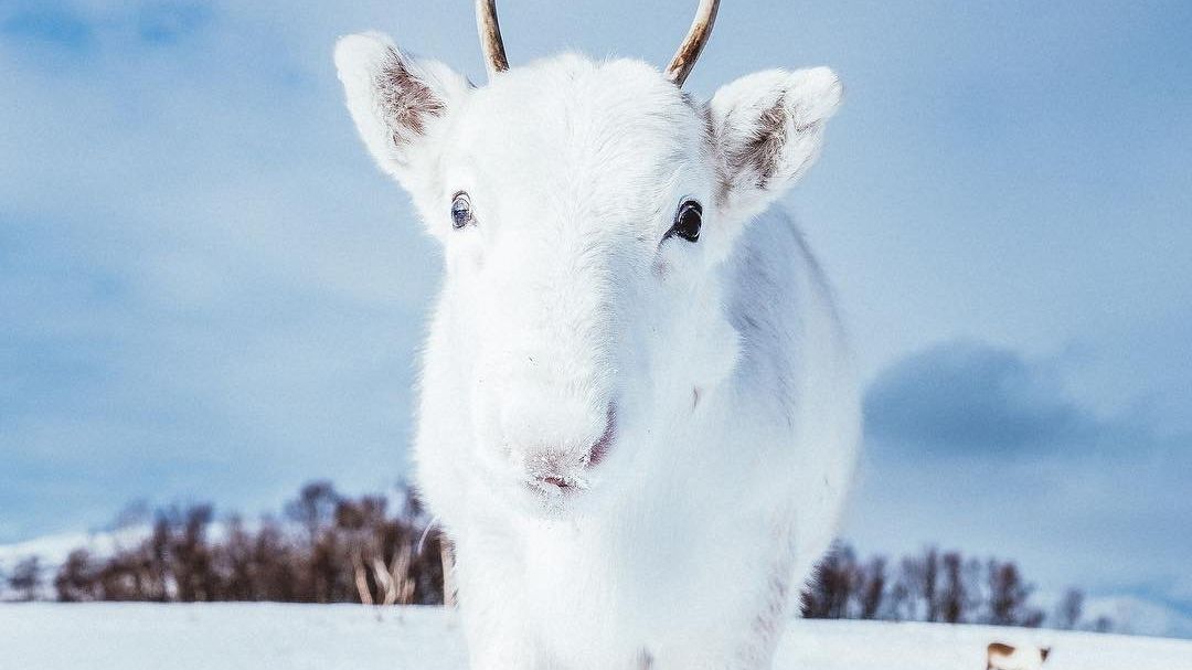 Який вигляд має оленя-альбінос - фото 1