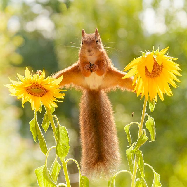 Кумедні будні білок: фото. які викликають усмішку - фото 293760