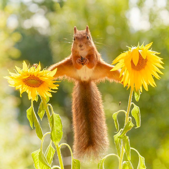 Кумедні будні білок: фото. які викликають усмішку