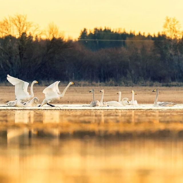 Чарівні ліси Фінляндії: казкові фото - фото 294140