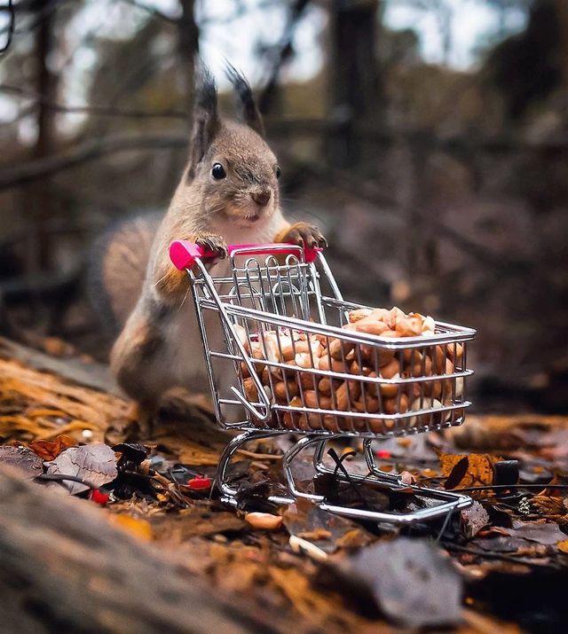 Чарівні ліси Фінляндії: казкові фото - фото 294147