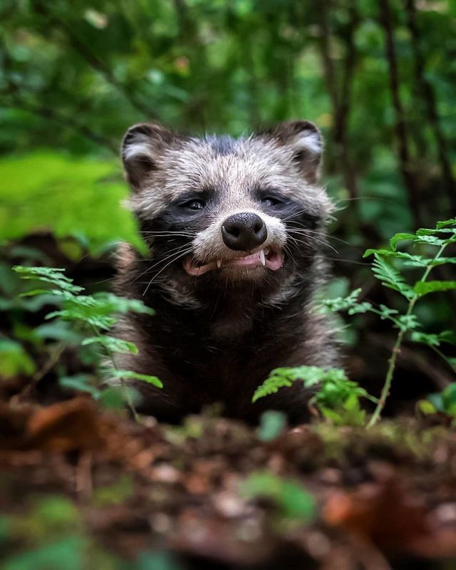 Чарівні ліси Фінляндії: казкові фото - фото 294151