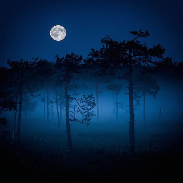 Чарівні ліси Фінляндії: казкові фото - фото 294153