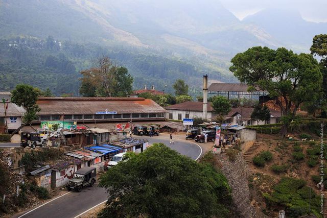 Фотограф показав, як вирощують чай в Індії - фото 294811