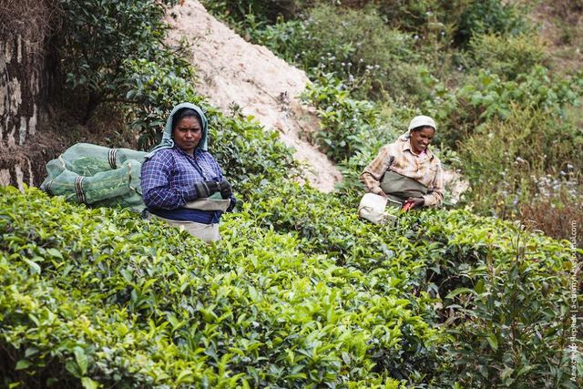 Фотограф показав, як вирощують чай в Індії - фото 294814