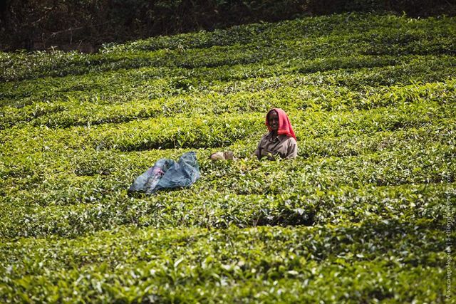 Фотограф показав, як вирощують чай в Індії - фото 294815