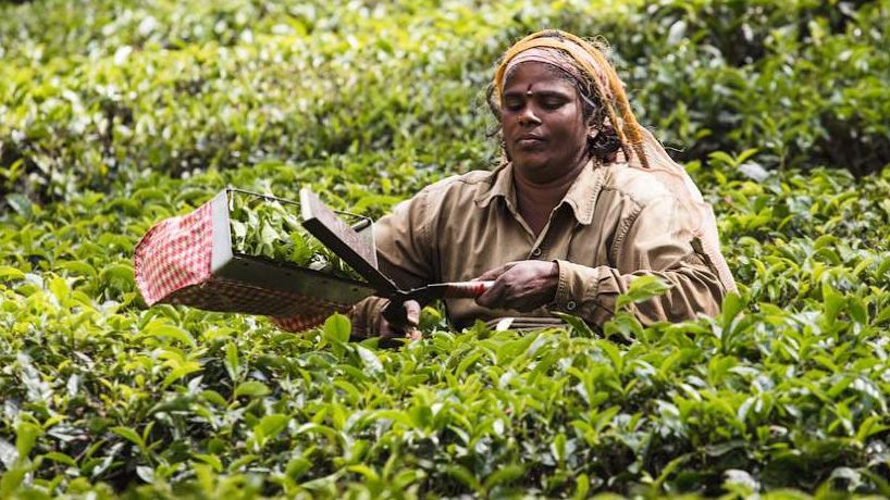 Фотограф показав, як вирощують чай в Індії