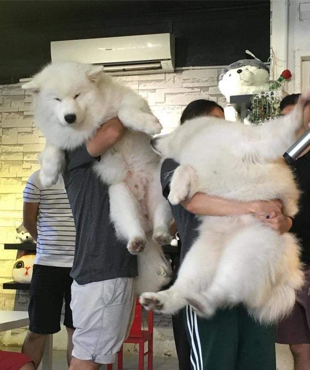 У Малайзії відкрили кафе для любителів хаскі - фото 295120