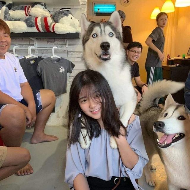 У Малайзії відкрили кафе для любителів хаскі - фото 295121