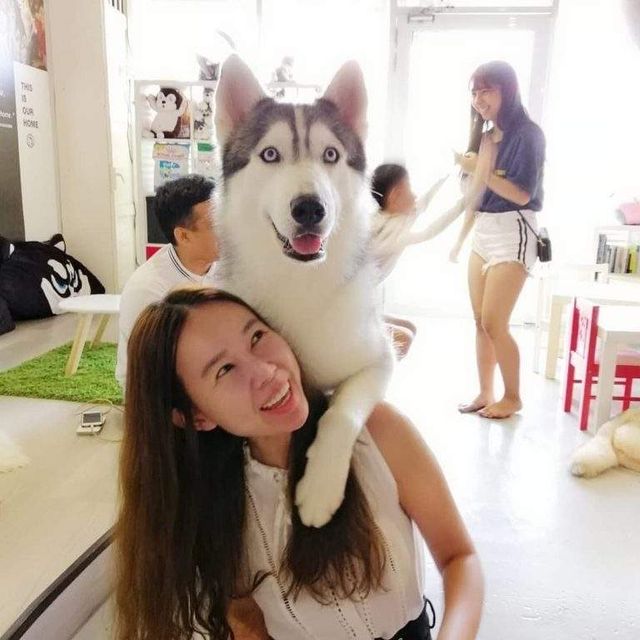 У Малайзії відкрили кафе для любителів хаскі - фото 295124