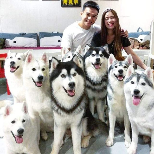 У Малайзії відкрили кафе для любителів хаскі - фото 295125