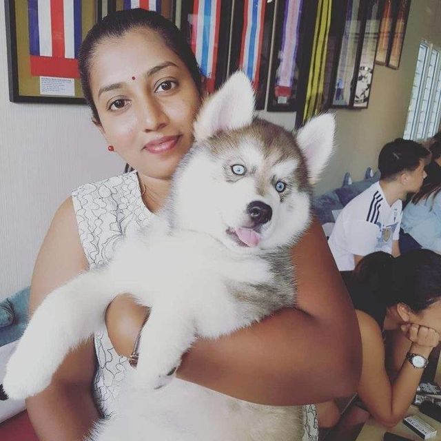 У Малайзії відкрили кафе для любителів хаскі - фото 295126