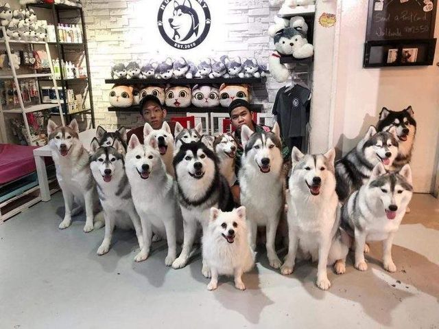 У Малайзії відкрили кафе для любителів хаскі - фото 295127