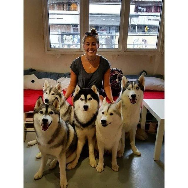 У Малайзії відкрили кафе для любителів хаскі - фото 295128