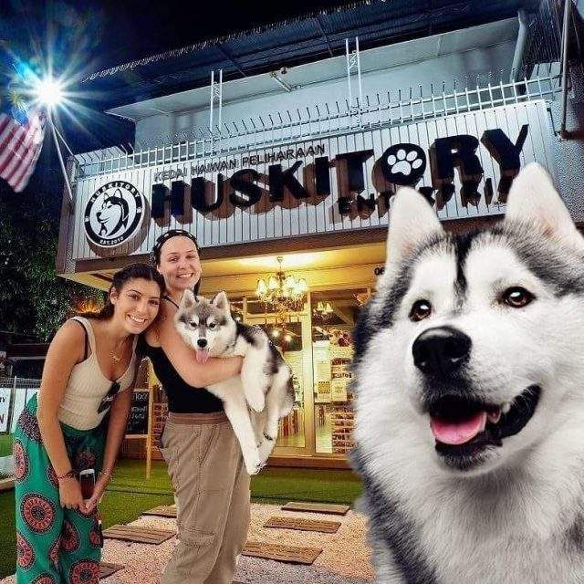 У Малайзії відкрили кафе для любителів хаскі - фото 295129