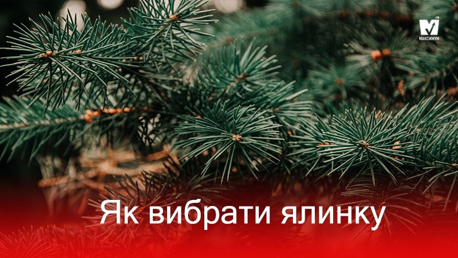 Новорічна ялинка 2023: поради, як обрати зелену красуню
