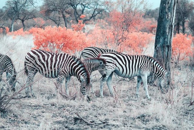 Наче в казці: італійський фотограф показує світ у незвичайних кольорах - фото 295524