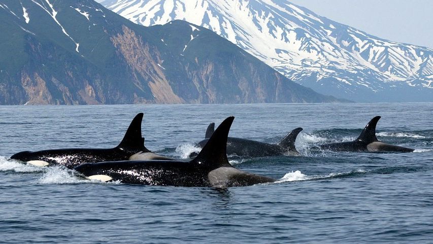 Незабутній досвід: сім'я косаток поплавала поруч з жінкою під час тренування