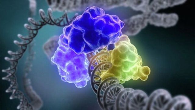 Тривалість життя жінок залежить від генетики - фото 296014