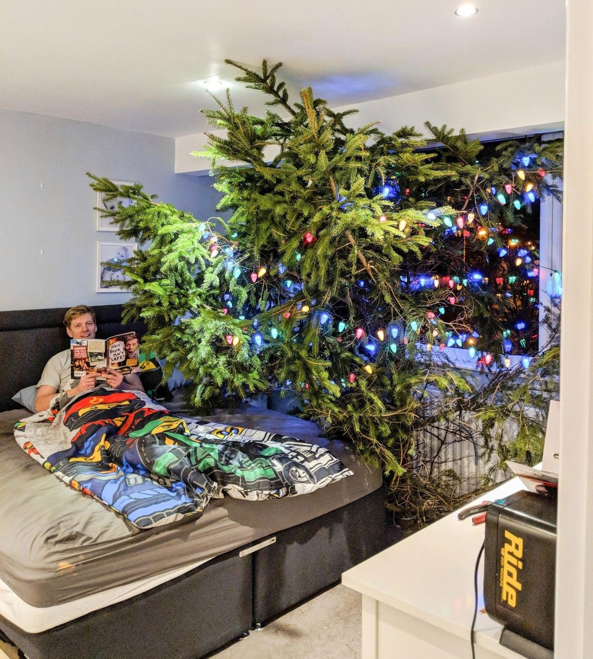 Британець поставив гігантську ялинку крізь весь дім