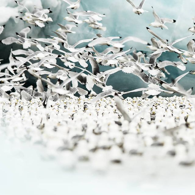 Дика природа Арктики у вражаючих фото мандрівника - фото 296092