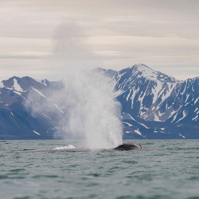 Дика природа Арктики у вражаючих фото мандрівника - фото 296098