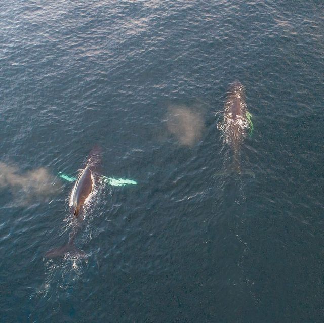 Дика природа Арктики у вражаючих фото мандрівника - фото 296099