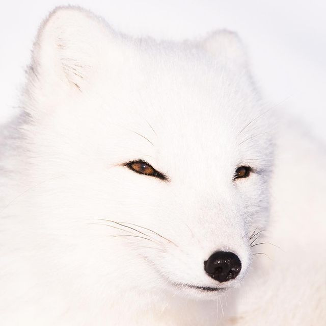 Дика природа Арктики у вражаючих фото мандрівника - фото 296100