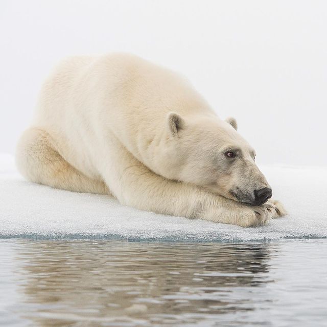 Дика природа Арктики у вражаючих фото мандрівника - фото 296102