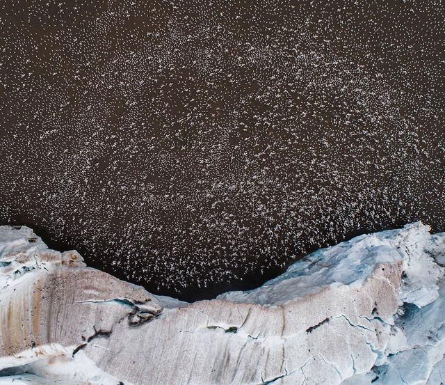 Дика природа Арктики у вражаючих фото мандрівника - фото 296103