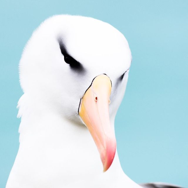 Дика природа Арктики у вражаючих фото мандрівника - фото 296104