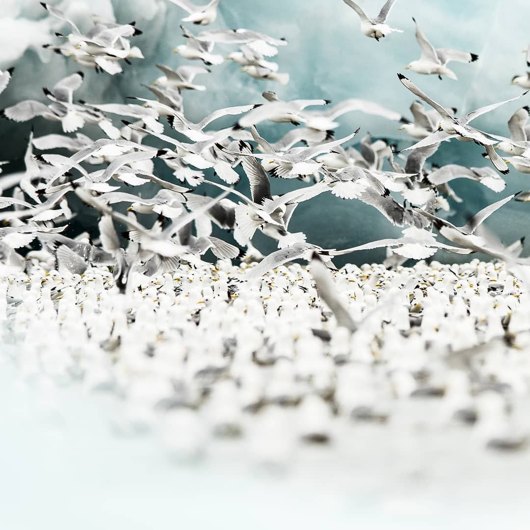 Дика природа Арктики - фото 1