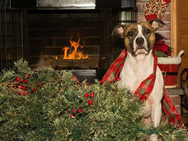 Домашні улюбленці, які обожнюють ялинки: епічні фото - фото 296128