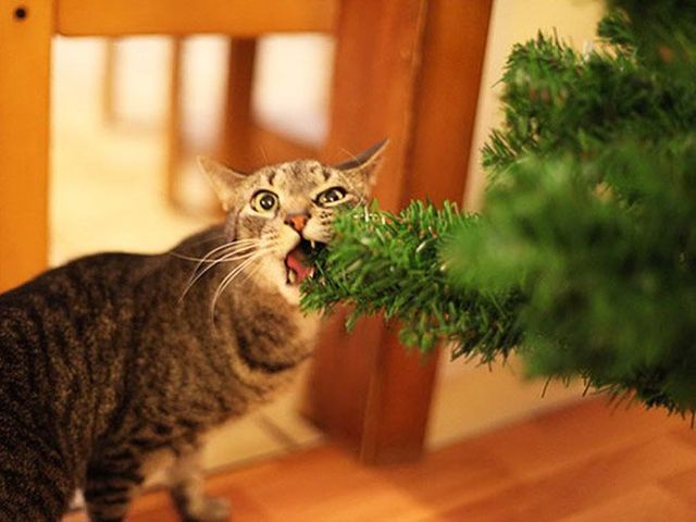 Домашні улюбленці, які обожнюють ялинки: епічні фото - фото 296129