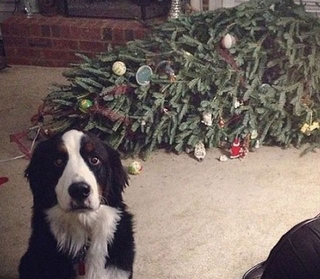 Домашні улюбленці, які обожнюють ялинки: епічні фото - фото 296136