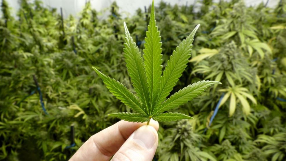 Марихуана впливає на здоров'я - фото 1