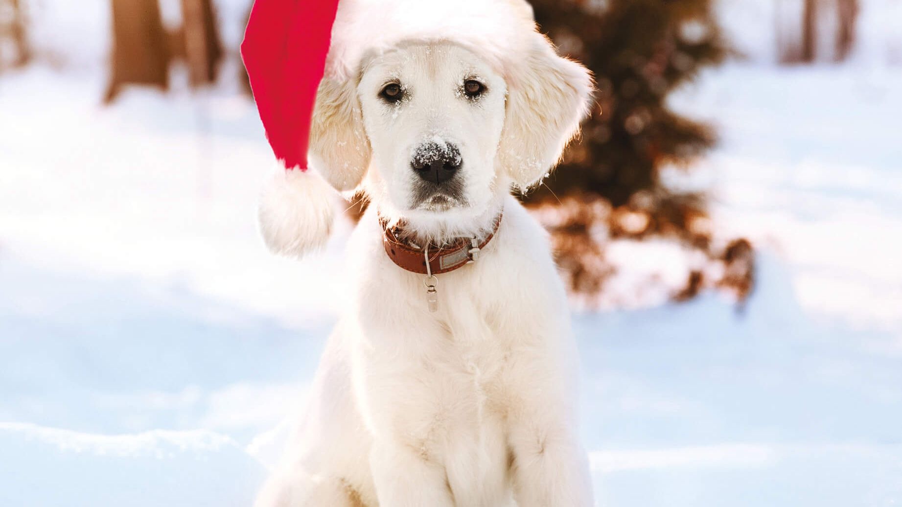З 26 грудня в Україні знову стане прохолодніше - фото 1
