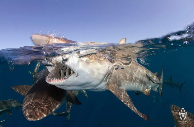 Знімки підводного світу на поверхні води - фото 296501