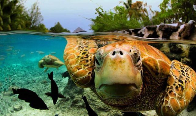 Знімки підводного світу на поверхні води - фото 296503