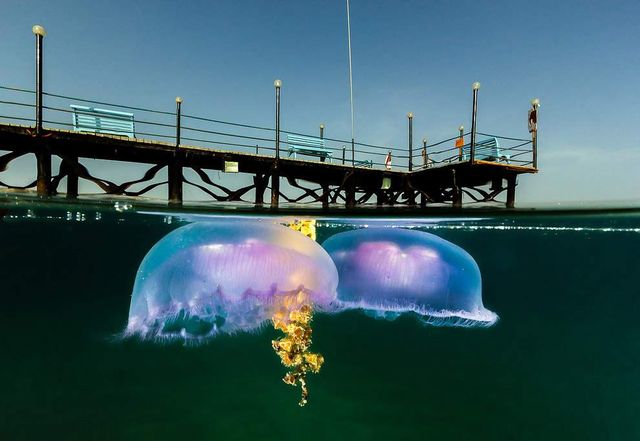 Знімки підводного світу на поверхні води - фото 296504